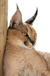 caracal cat