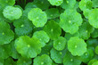 gotu kola gotu kola