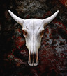 Bull skull on wall