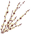 Vector: Pussy willow branches isolated on white background Pussy willow branches isolated on white background