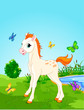 Horse foal  in the meadow