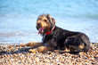 Dog laying on shingle with blue water behind