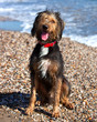 Cute shaggy dog sitting on beach