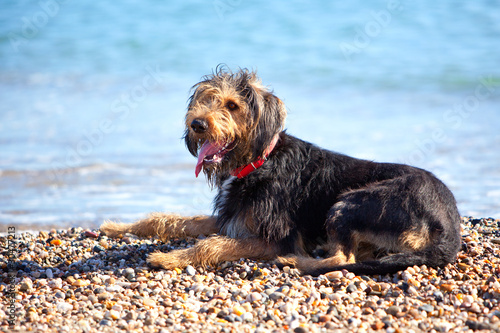 Foto: Dog laying on shingle with blue water behind Dog laying on shingle with blue water behind