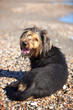 Dog laying on beach with a look full of mischief on his face