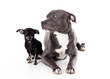 english stafford and a black chihuahua english stafford and a black chihuahua
