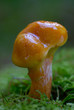 Young Larch Bolete