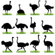 Ostrich silhouettes set Ostrich silhouettes set