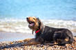 Dog laughing on beach