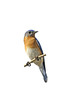 Bluebird Isolated