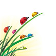 Coccinelles multicolores, vecteur Coccinelles multicolores, vecteur