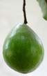 avocat