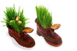 Easter golden eggs in old shoes, with fresh grass Easter golden eggs in old shoes, with fresh grass