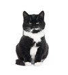 black kitten cat