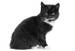 black kitten cat