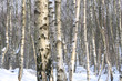 birkenwald