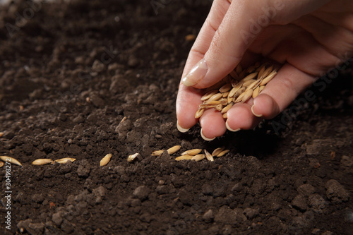Photo: sowing weat sowing weat