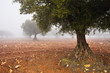 Niebla en el olivar