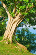 Tropical tree