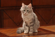 air inquiet du jeune chat angora turc