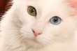 yeux vairons du chat angora turc