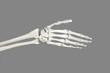 Photo: Skelett Hand Skelett Hand
