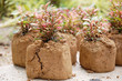 image of soil and plant in garden image of soil and plant in garden