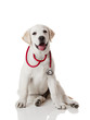 Veterinarian dog