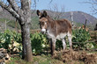 Burro en el huerto