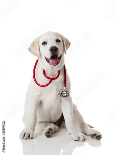 Photo: Veterinarian dog Veterinarian dog
