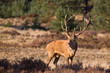 male red-dear