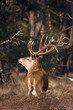 male red-dear