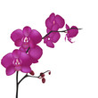 Orchid Orchid