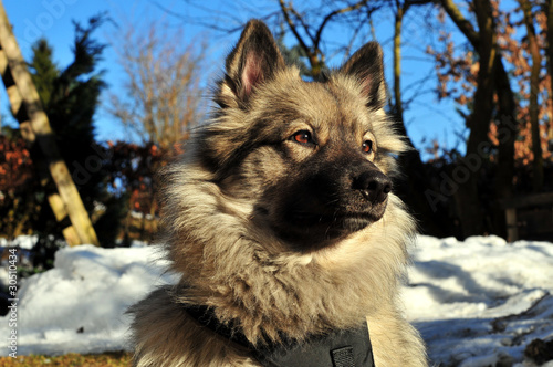 Photo: Wolfsspitz Portrait im Winter Wolfsspitz Portrait im Winter