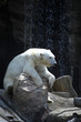 Sitting Polar Bear