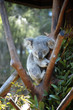 Koala asleep in a tree