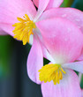 A Close Up of Two Male Begonia Flowers with Dew Drops