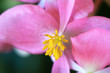 A Close Up of the Numerous Stamens of a Male Begonia Flower