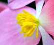 A Close Up of the Numerous Stamens of a Male Begonia Flower