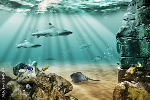 Foto: Sea life Sea life