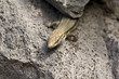 Urlaub Teneriffa 2011
