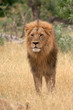 Lionking 2