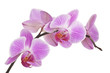 Orchidee (light pink) #4