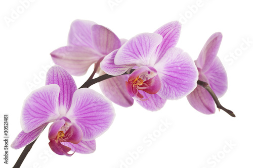 Foto: Orchidee (light pink) #4 Orchidee (light pink) #4