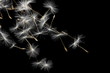 Seeds of dandelion, isolated on black