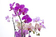 Foto: Orchideen (pink, rosa, lila) #3 Orchideen (pink, rosa, lila) #3