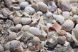 Shells on the beach Shells on the beach