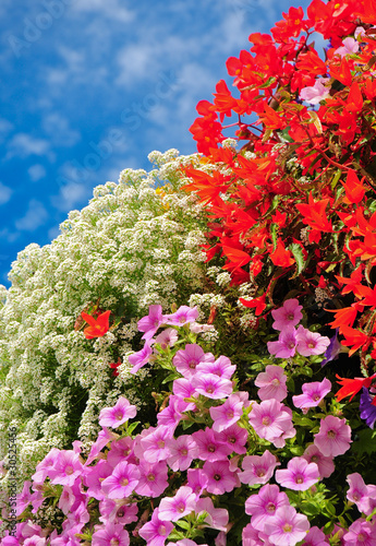 Foto: Balkonpflanzen, beliebte Sommerblumen Balkonpflanzen, beliebte Sommerblumen