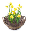 Beautiful Daffodils growing in a basket