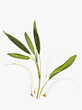 Close up of herbs